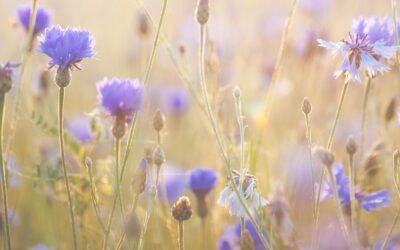 9:9:9 elengedés napja